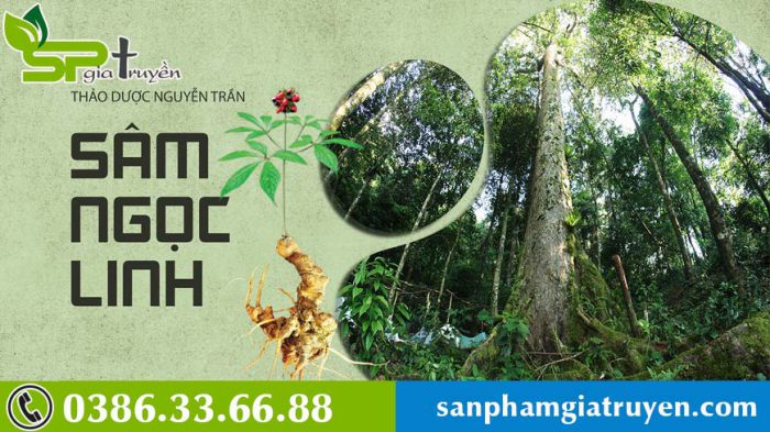 sam-ngoc-linh-thuong-moc-o-dau-1