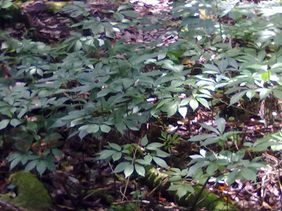 cay sam ngoc linh tu nhien