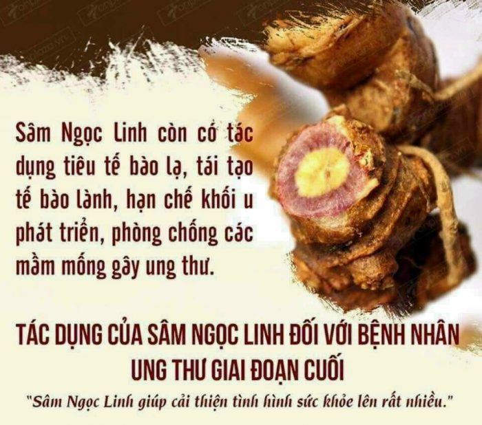 tac-dung-cua-sam-ngoc-linh-mat-ong