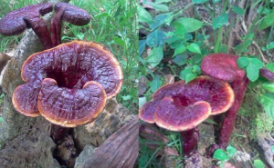 nam lim xanh rung tu nhien