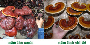 nam lim xanh va nam linh chi