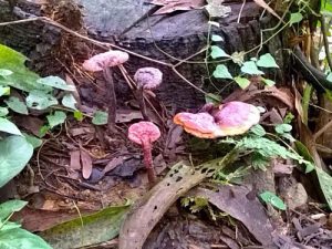 Uống Nấm Lim Xanh Thế Nào Để Hỗ Trợ Chữa Gout Hiệu Quả?