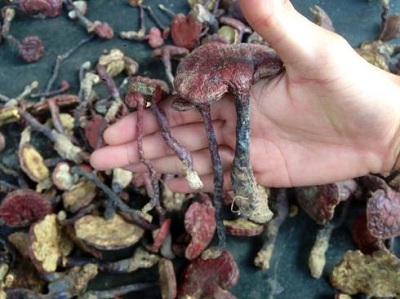 phan-biet-nam-lim-xanh