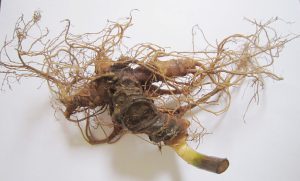 Sâm Vàng Trên Đỉnh Ngọc Linh