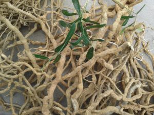 Làm Thế Nào Để Cải Thiện Tình Trạng Khí Huyết Kém Lưu Thông?