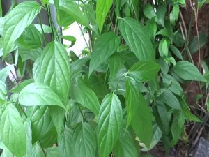 tac dung it nguoi biet den cua cay xuog khi