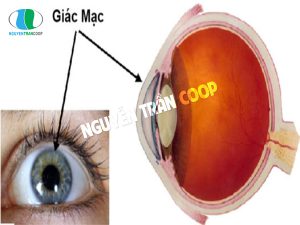 nhung-benh-ve-mat-thuong-gap-o-nguoi-cao-tuoi-phan-1spgt6