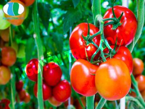 chua-nhiet-mieng-cap-toc