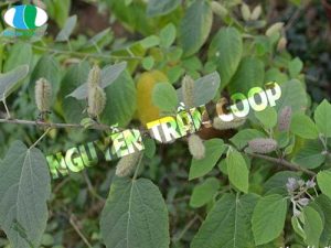 cac-thao-duoc-chua-benh-gan