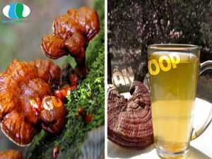 thuc-hu-nam-lim-xanh-chua-benh-tieu-duong