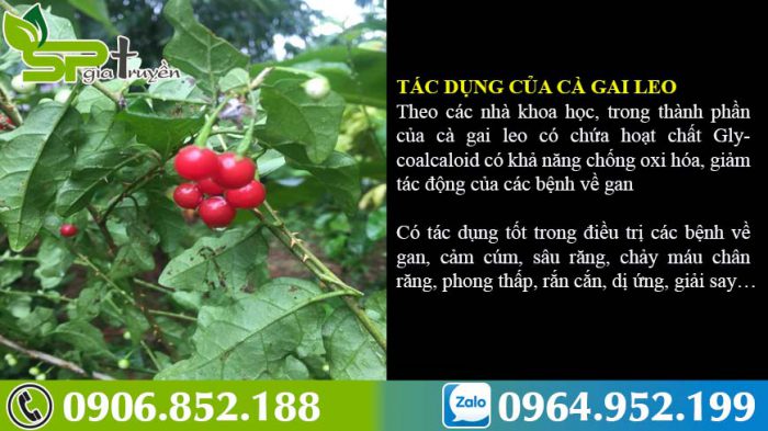 cay-ca-gai-leo-tri-benh-gi