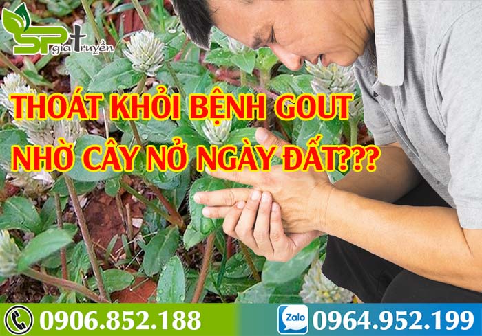 cay-no-ngay-dat-3