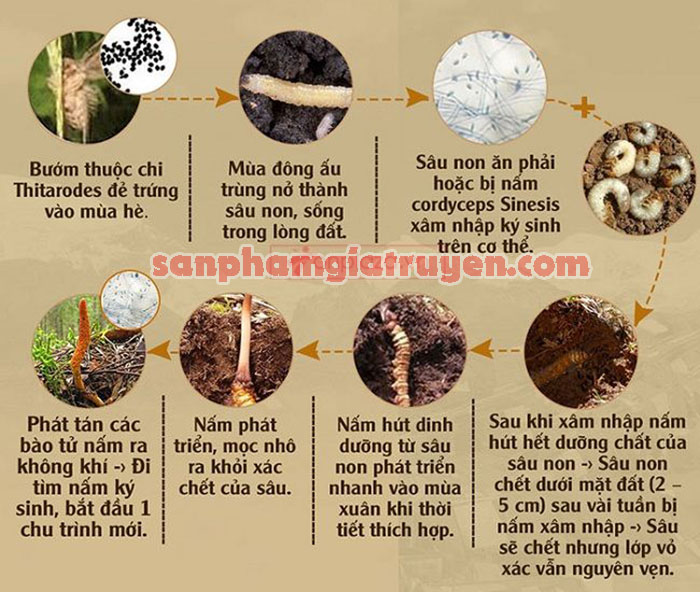 qua-trinh-hinh-thanh-dong-trung-ha-thao