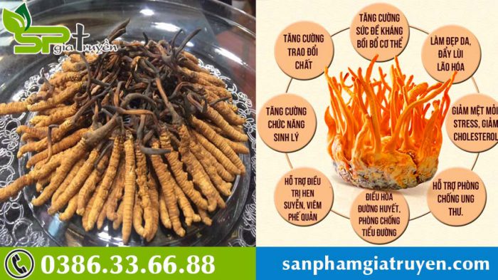 tac-dung-cua-dong-trung-ha-thao