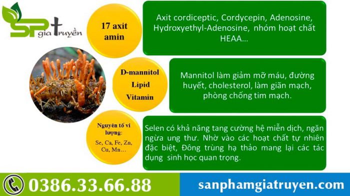 thanh-phan-duoc-chat-dong-trung-ha-thao