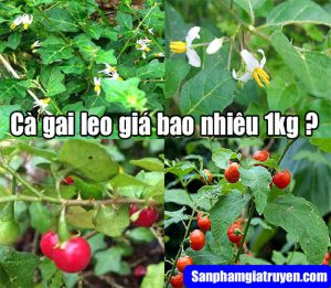 ca-gai-leo-gia-bao-nhieu-1kg