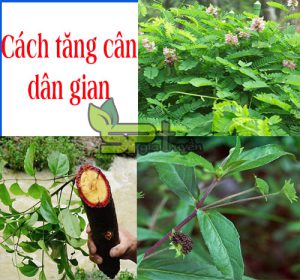 cach-tang-can-dan-gian