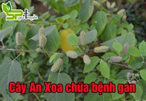 cay-an-xoa-chua-benh-gan