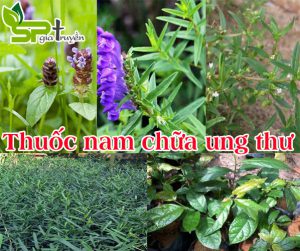 cay-thuoc-nam-chua-ung-thu