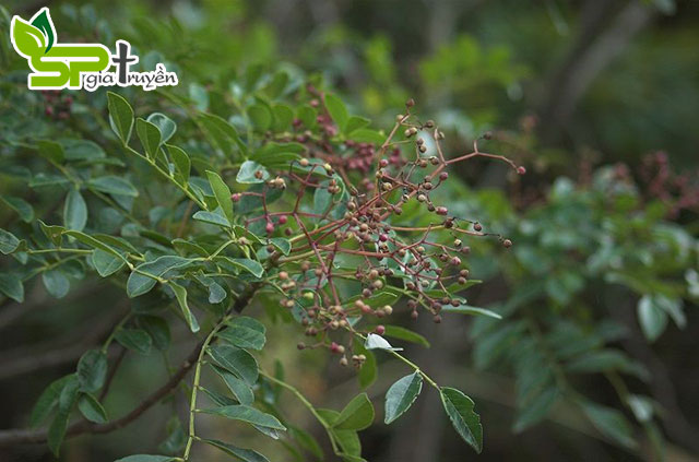 cay-ung-bat-bac-tri-viem-gan-b