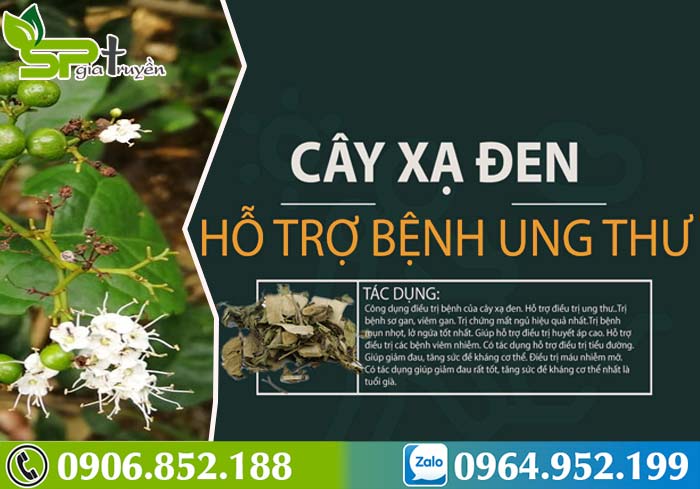 cay-xa-den-chua-benh-gi-1
