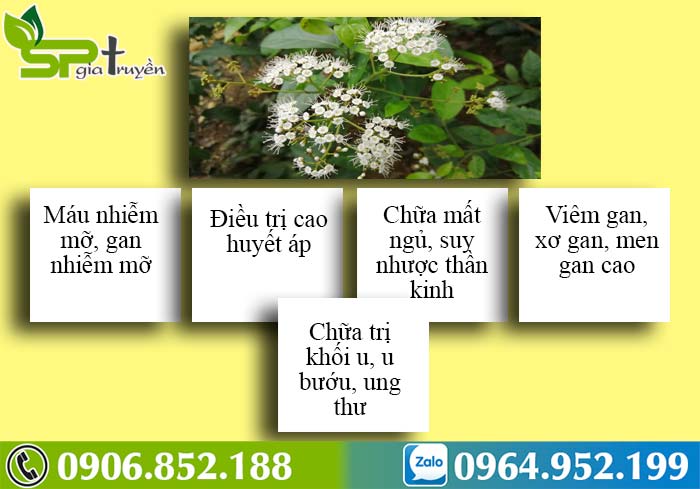 cay-xa-den-chua-benh-gi-2