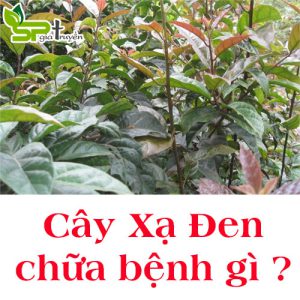 cay-xa-den-chua-benh-gi
