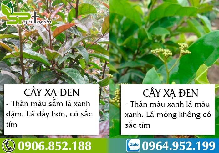 Loại và phân biệt các loại cây có thể khó khăn đối với những người mới tìm hiểu. Tuy nhiên, với hình ảnh sống động và thông tin đầy đủ liên quan đến từ khóa này, bạn sẽ có thể dễ dàng phân biệt và tìm hiểu về các loại cây khác nhau.