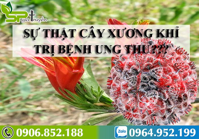 cay-xuong-khi-chua-benh-gi-1