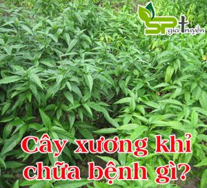cay-xuong-khi-chua-benh-gi