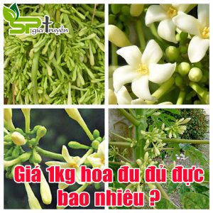 hoa-du-du-duc-gia-bao-nhieu