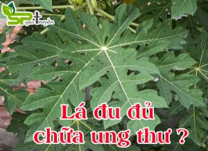la-du-du-chua-ung-thu-that-khong
