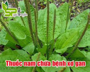 thuoc-nam-chua-benh-xo-gan