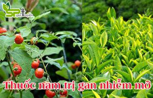thuoc-nam-tri-gan-nhiem-mo