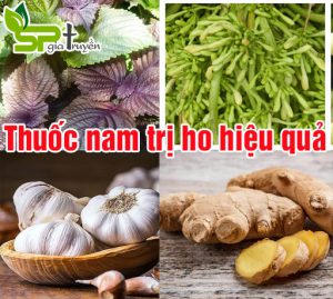 thuoc-nam-tri-ho
