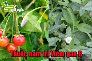 thuoc-nam-tri-viem-gan-b
