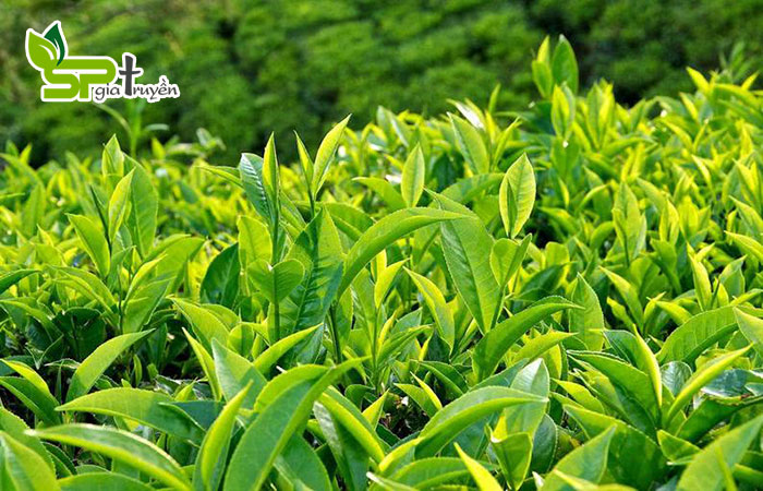 tra-xanh-chua-gan-nhiem-mo