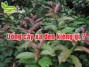 uong-cay-xa-den-kieng-gi