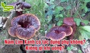 nam-lim-xanh-co-tac-dung-phu-khong-kieng-gi