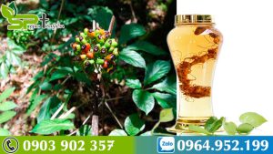 sam-ngoc-linh-co-tac-dung-phu-khong