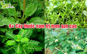 thuoc-nam-tri-men-gan-cao