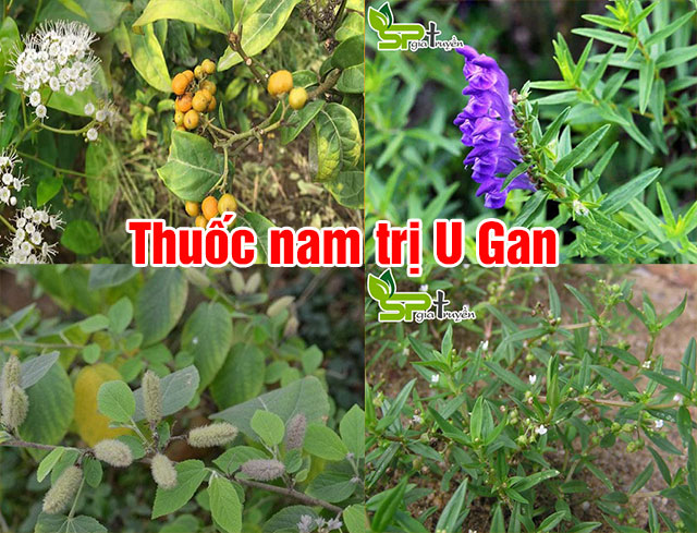 Thuốc nam trị u gan có thể giúp ngăn ngừa tái phát u gan không?
