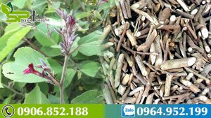 uong-cay-an-xoa-kieng-gi