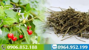 uong-cay-ca-gai-leo-kieng-gi