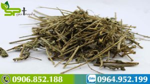 cay-ca-gai-leo-nhu-the-nao-co-may-loai