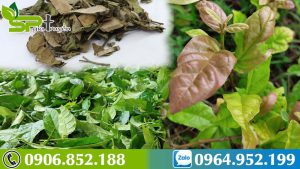 cay-xa-den-moc-o-dau