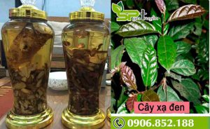 cay-xa-den-ngam-ruou