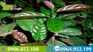 dung-cay-xa-den-tuoi-hay-kho-hieu-qua-hon-1