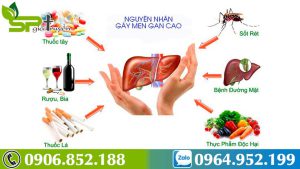 nguyen-nhan-dan-den-men-gan-cao