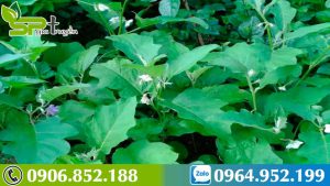 uong-ca-gai-leo-co-tac-dung-phu-khong